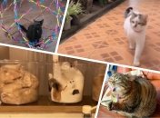 Непредсказуемые пушистики обязательно поднимут вам настроение