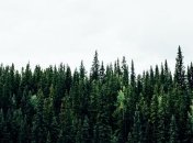 В Украине планируют оцифровать лесные площади для мониторинга их состояния