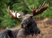 Минприроды инициирует включение вида лося в Красную книгу Украины