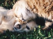 Милые и забавные животные, которые вас рассмешат