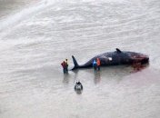 Огромного кашалота выбросило на побережье Англии