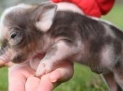 "Праздник миргородской свиньи-2012" завтра пройдет в Миргороде