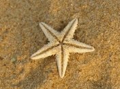 Морские звезды помогут в лечении заболеваний сердца