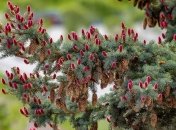 На Закарпатті "розквітли" смереки (Фото)