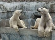 В Николаевском зоопарке показали встречу пары белых медведей: видео 