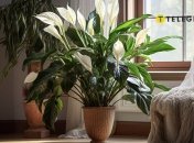 Ее энергетика делает этот цветок особенным