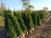 Мэрия хотела закупить 226 саженцев