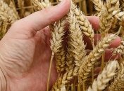 Експорт зернових: Україна продемонструвала відмінний результат