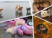 Картинки и мемы с котами