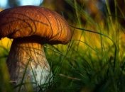 Второй день спасатели ищут пропавшего грибника.