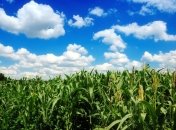 ГМО-скандал докатился до Украины