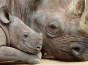 Надежда есть: в США родился единственный в мире искусственно зачатый белый носорог
