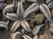 Ученые объяснили причину "Армагеддона морских звезд" на пляжах Британии