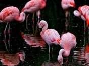 Почему фламинго розовый?