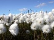 Organic Cotton – что за чудо-хлопок?