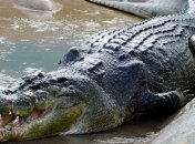 Ученые выяснили, как изменение климата может повлиять на крокодилов