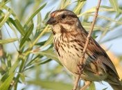 Ученые выяснили причину агрессивности городских птиц