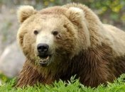 Ученые: Медведи начинают паниковать, когда видят "НЛО"