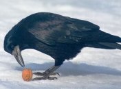 Ученые: Городские птицы умнее сельских