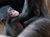 Заботливые родители