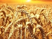 В Україні цьогоріч зменшилася реалізація зернових та олійних