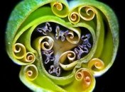 Нереальный микромир: лучшие работы с конкурса Nikon Small World 2019 (Фото)