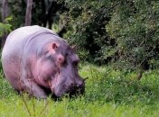 Бегемот покусал жителя ЮАР