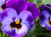 Весенние поздравления с Днем рождения в стихах на 5 марта