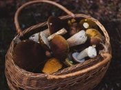 Старые грибы, а также очень червивые лучше сразу выбрасывать