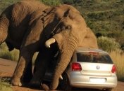 Люди, вы куда: забавная встреча со слоном в сафари-парке (Видео)