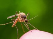 Тучи и "ковры" из комаров: Кирилловку заполонили насекомые (фото, видео)