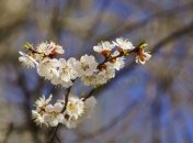 Цього року абрикоси потраждали від заморозків