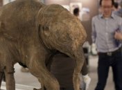 Турне мамонтенка Любы