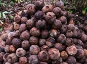 Ученые обнаружили в амазонских лесах наследие доколумбовых фермеров