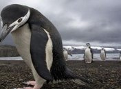 Ученые нашли останки гигантского пингвина, жившего во времена динозавров