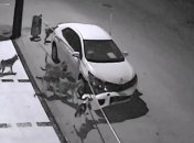 В Турции собаки за 5 минут "разобрали" припаркованную машину (Видео) 