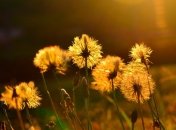 Погода на сегодня: на всей территории Украины будет солнечно и жарко