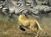 Ученые: полосы на шкуре зебр - плохая маскировка