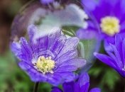 Не только детская забава: мыльные пузыри будут "помогать" опылять цветы