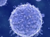 Ученым удалось снять на видео, как как иммунная система убивает бактерии