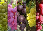 Самый вкусный и ароматный виноград с мускатом