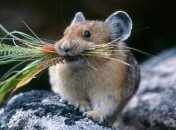 Ученые убрали у мышей тягу к сладкому