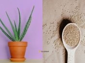 Сок алоэ является мощным стимулятором