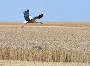 Земельная реформа на 90% подготовлена, но нуждается в обсуждении