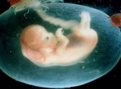 Ученые смогли вырастить в пробирке двухнедельный человеческий эмбрион