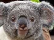 Ученые сделали необычное открытие о коалах