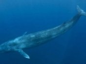 Биологи доказали, что среди животных тоже есть "левши"