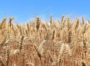 Более 68 млн тонн зерновых: в Минэкономики дали прогноз на 2020г