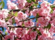 В Украину пришло майское тепло