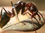 Ученые впервые рассмотрели муравьиное "фехтование" (Видео)